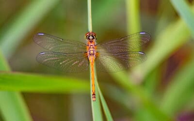 waldgeschichten-invasive-arten-libelle-sitzend