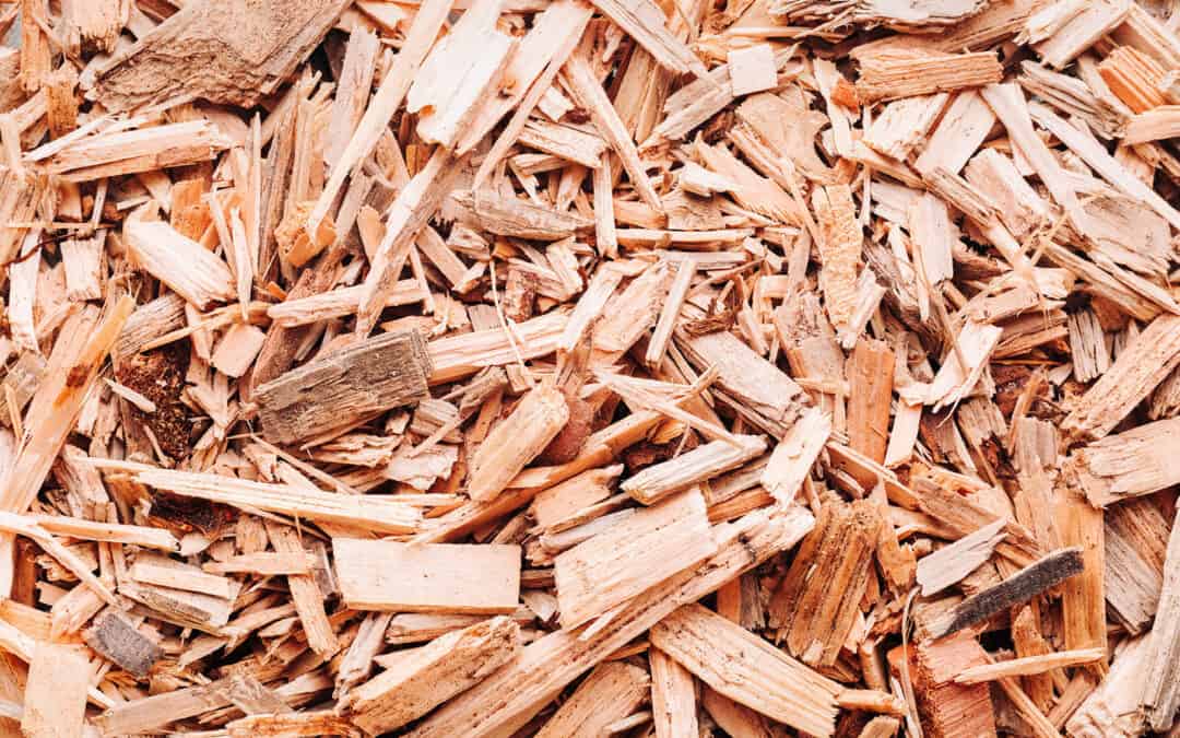 Sind Holzkraftwerke wichtig für Klima- und Forstschutz?