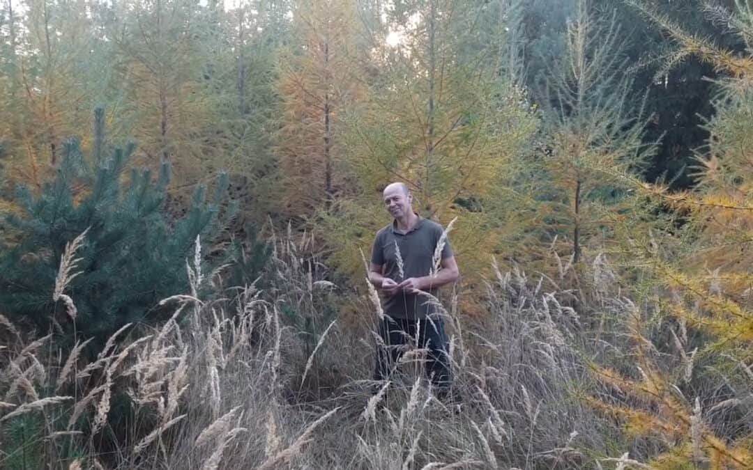 Franz zeigt uns seine jungen Lärchen