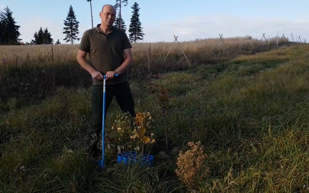 Franz setzt den Wald der Zukunft