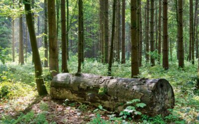 diversitaet-im-wald