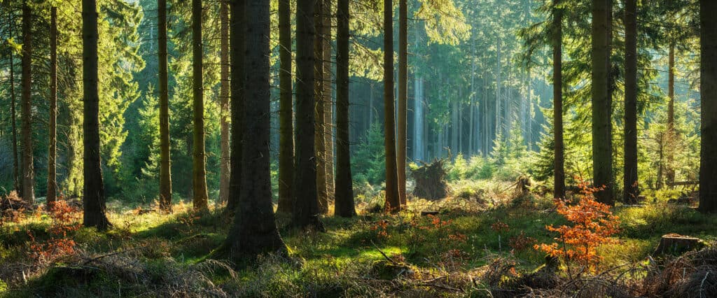 waldgeschichten-klimawandelanpassung-nachhaltige-waldwirtschaft