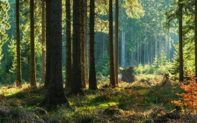 Neuer Fachartikel online zur Klimawandelanpassung im Wirtschaftswald