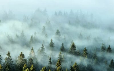 waldgeschichten-klimaschutz-wald-klima-beeinflussung-nebel-über-den-baeumen
