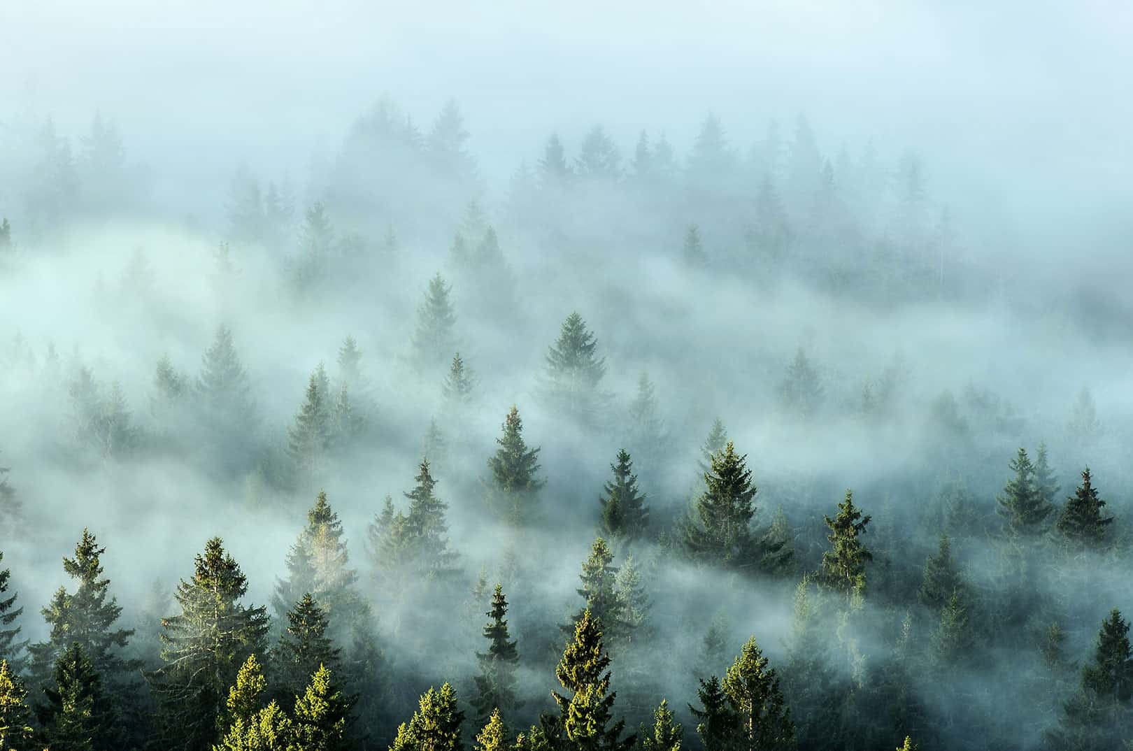 waldgeschichten-klimaschutz-wald-klima-beeinflussung-nebel-über-den-baeumen