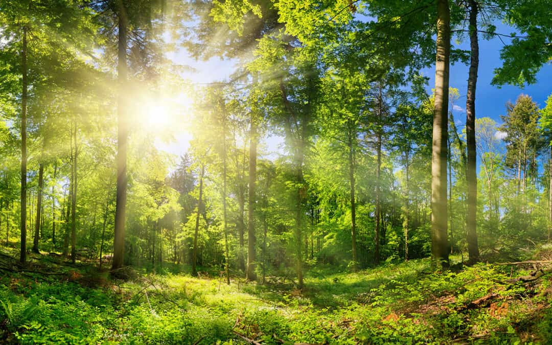 21. März – Internationaler Tag des Waldes