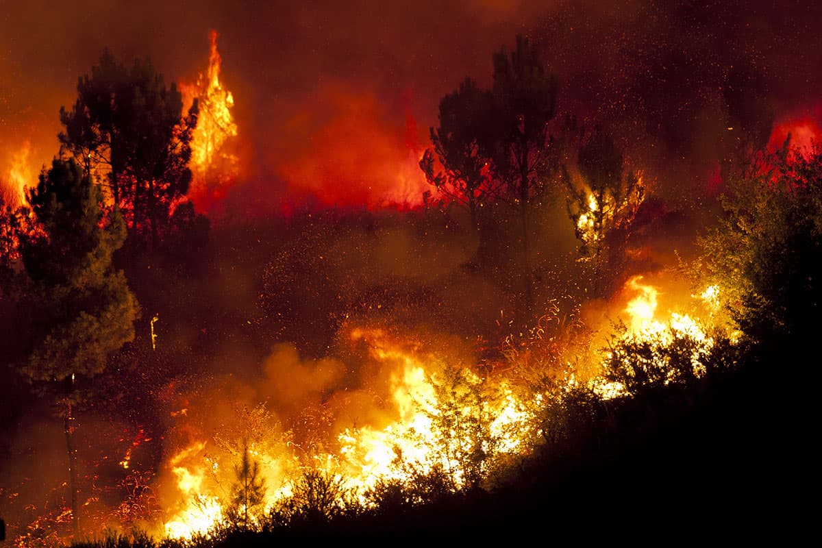 waldgeschichten-waldbrand