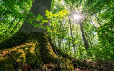 waldgeschichten-wald-in-salzburg-strom-speichern-mit-holz-holzbatterie