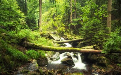 waldgeschichten-freizeit-im-wald-freizeit-erholung-iseltrail-wald