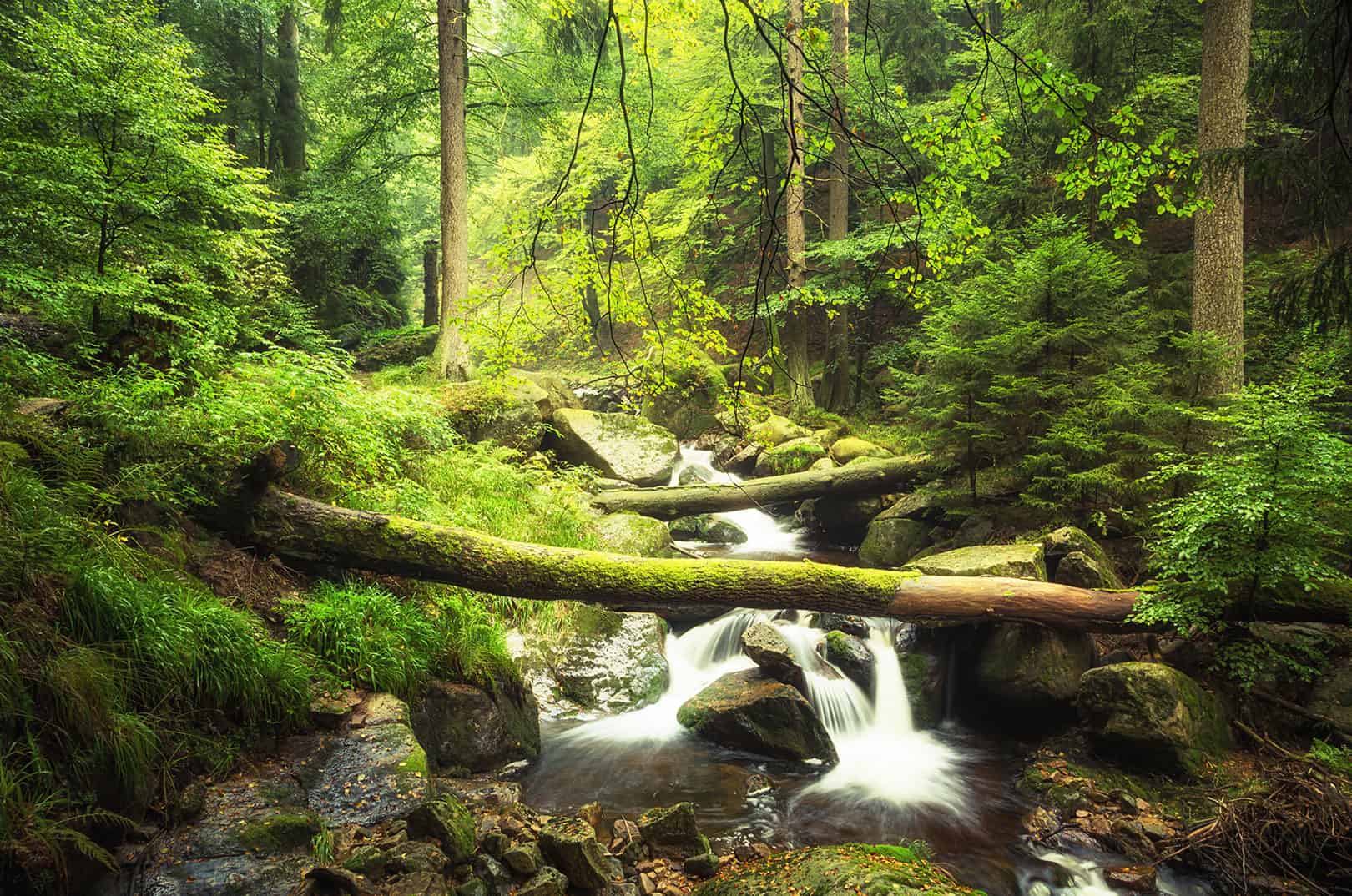 waldgeschichten-freizeit-im-wald-freizeit-erholung-iseltrail-wald