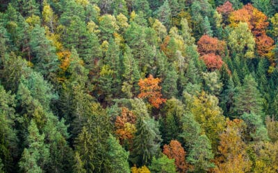 klimafitte-baumarten-ampelsystem-bfw-waldgeschichten-mischwald