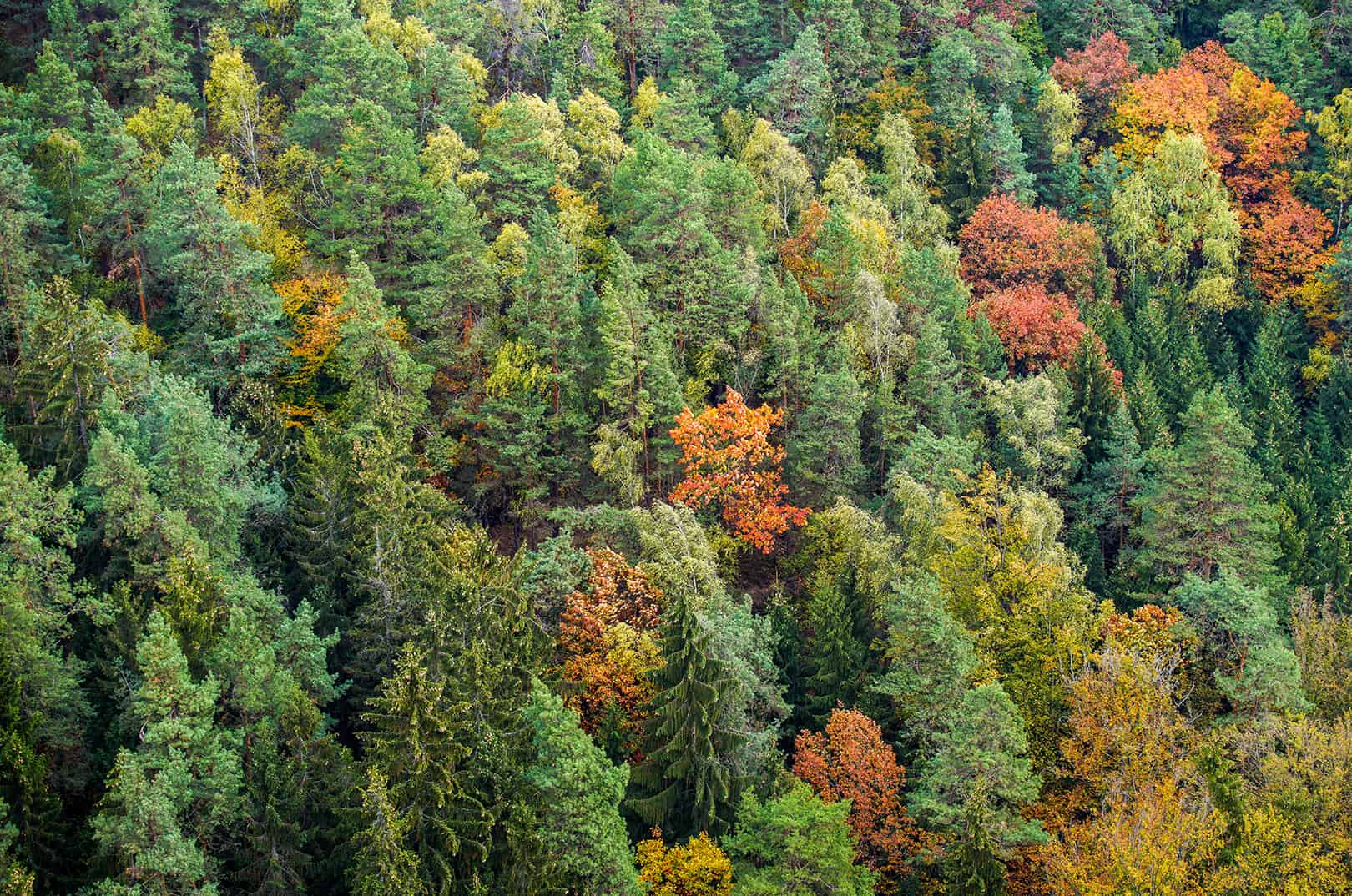 klimafitte-baumarten-ampelsystem-bfw-waldgeschichten-mischwald