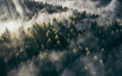 Mit dem Wald gegen die Klimakrise