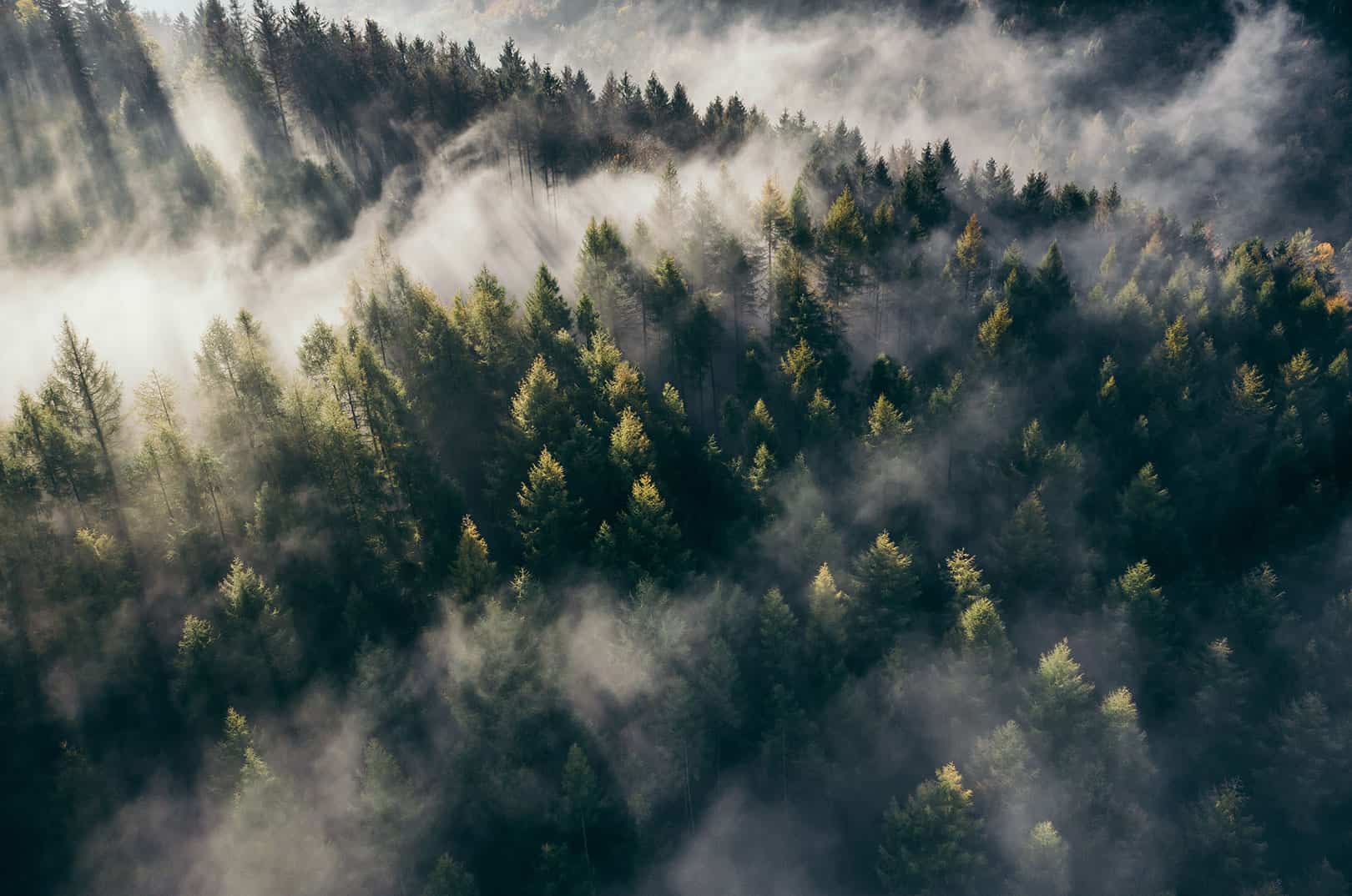 waldgeschichten-kohlenstoffsenkenleistung-klimakrise-und-biodiversitaet