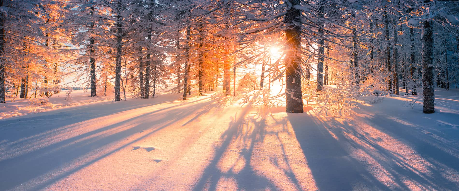 waldgeschichten-wald-und-zukunft-winter-sonnenaufgang-jahresbeginn