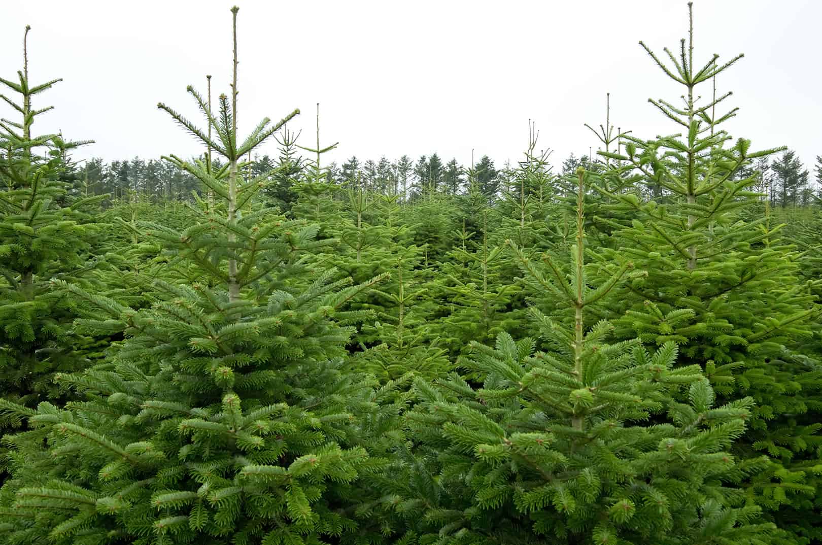 heimische-weihnachtsbaeume-waldgeschichten