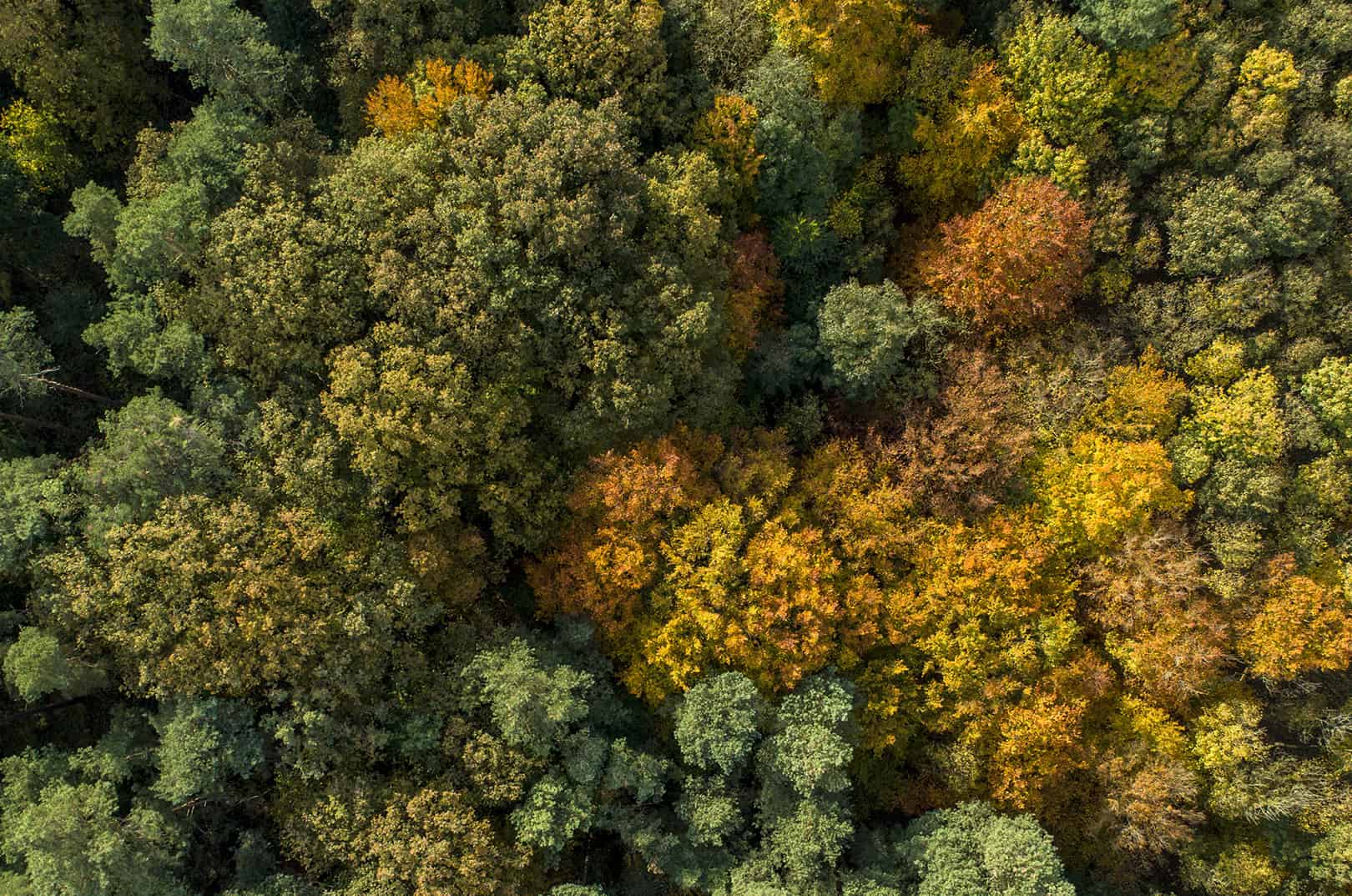 Die 5 häufigsten Baumarten in Österreich - Waldgeschichten