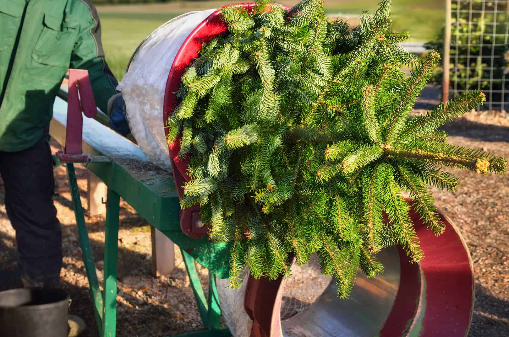 heimische-weihnachtsbaum-verkauf-waldgeschichten-weihnachtsbaum-tipps