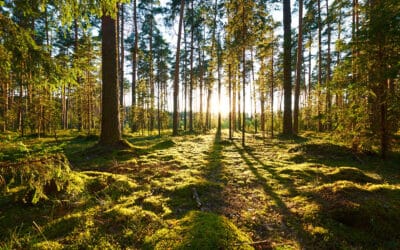 Forstliche Ausbildung zertifizierte/r Naturraum- und WaldökologIn