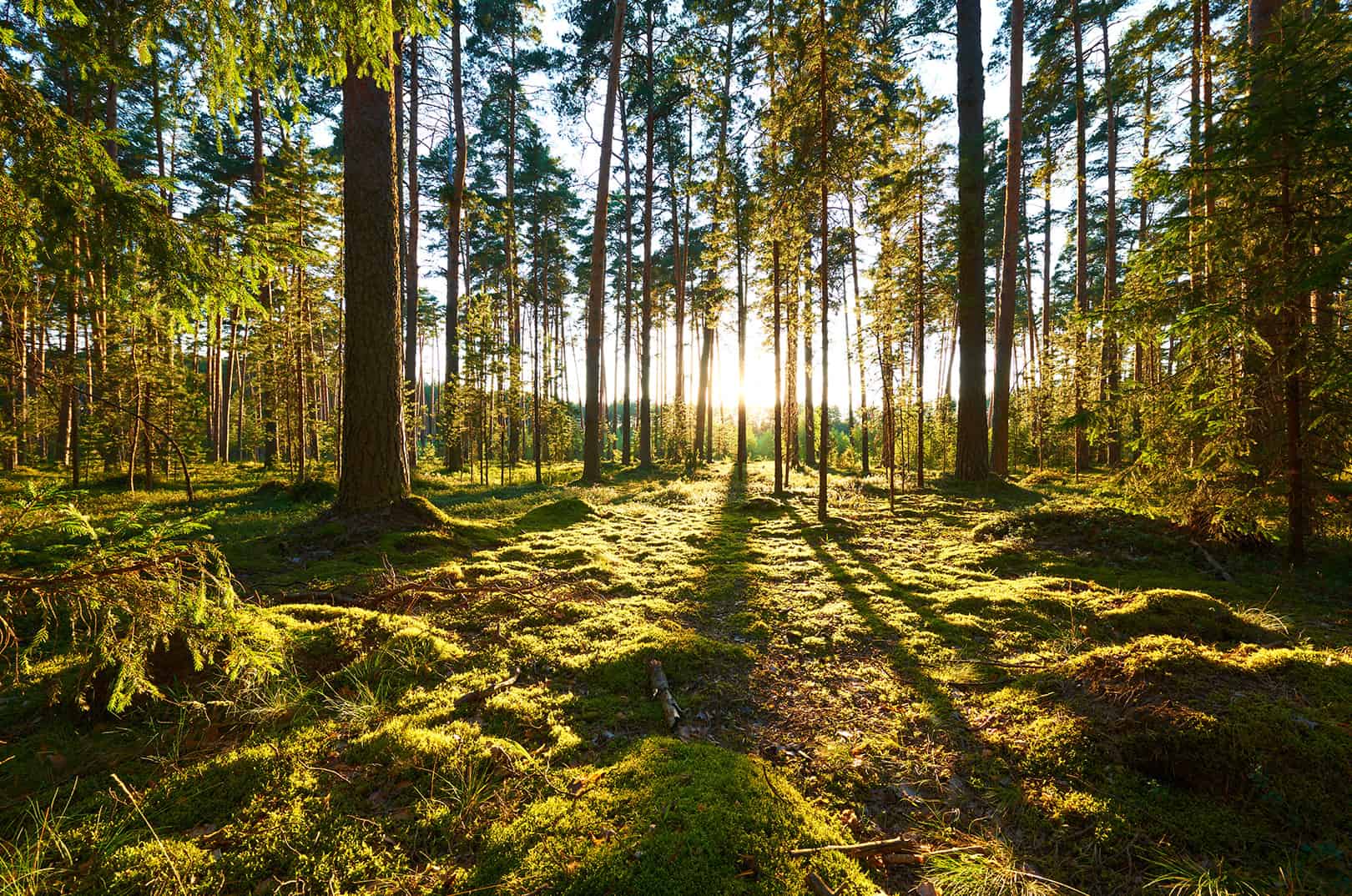 waldgeschichten-wald-und-naturraumoekologie-5-haeufigsten-baumarten-in-oesterreich-forstliche-ausbildung-nadelwald