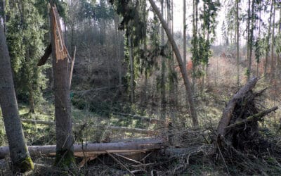 waldgeschichten-gefahren-im-wald-sturm-blitzeinschlag-in-baum