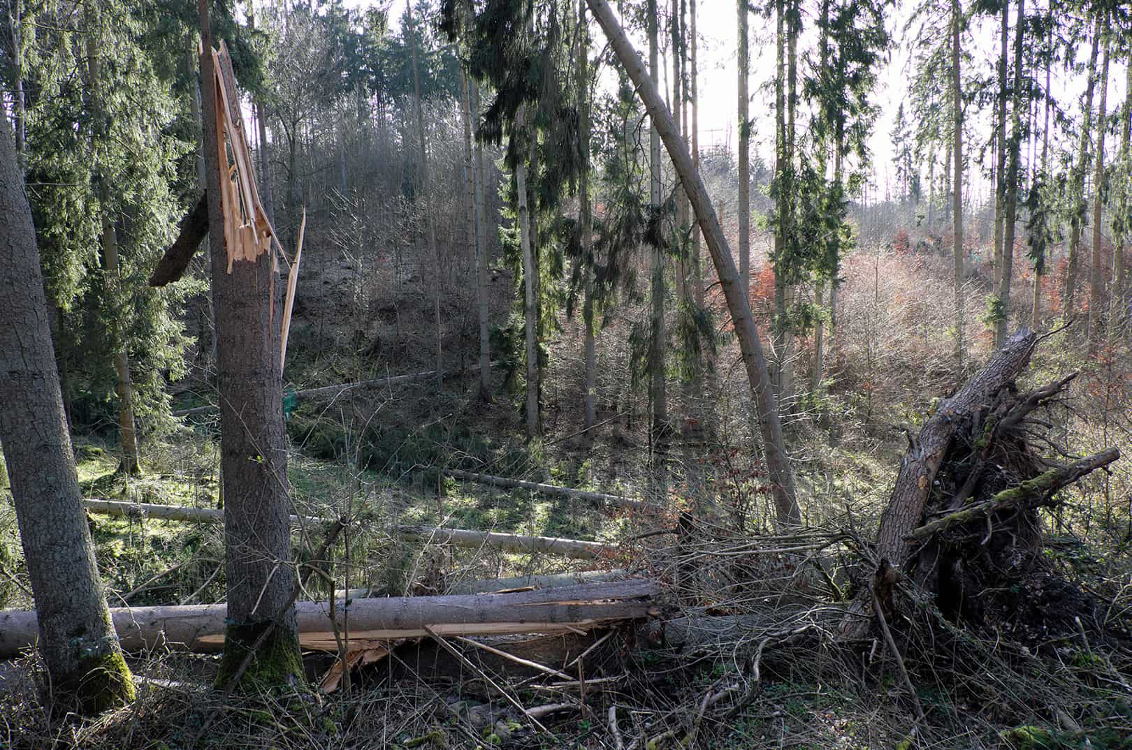 waldgeschichten-gefahren-im-wald-sturm-blitzeinschlag-in-baum