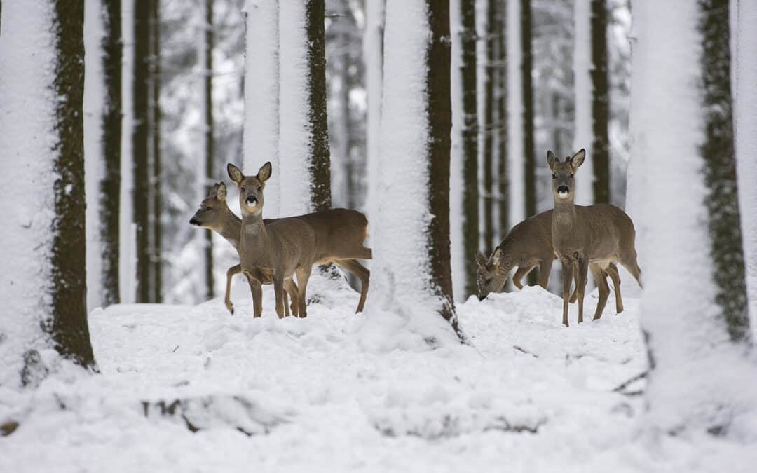 Waldtiere im Winter: Rehe (Rehwild)