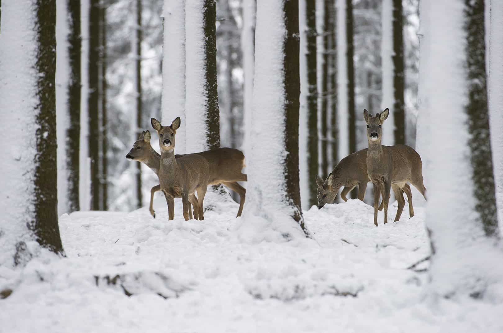 waldgeschichten-artikel-ausflugstipps-in-kaernten-foto-panorama-woerthersee