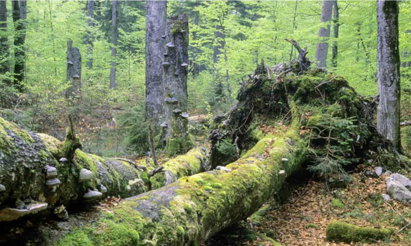 waldgeschichten-totholz-broschuere-wald-holz-energie