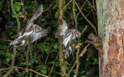 waldgeschichten-biodiversitaet-projekt-sperlingskauz-anflug-baum