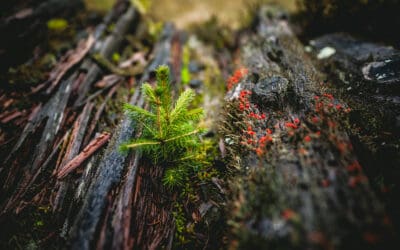 waldgeschichten-wald-und-klimaschutz-klimaschutz-totholz-mit-neuem-leben
