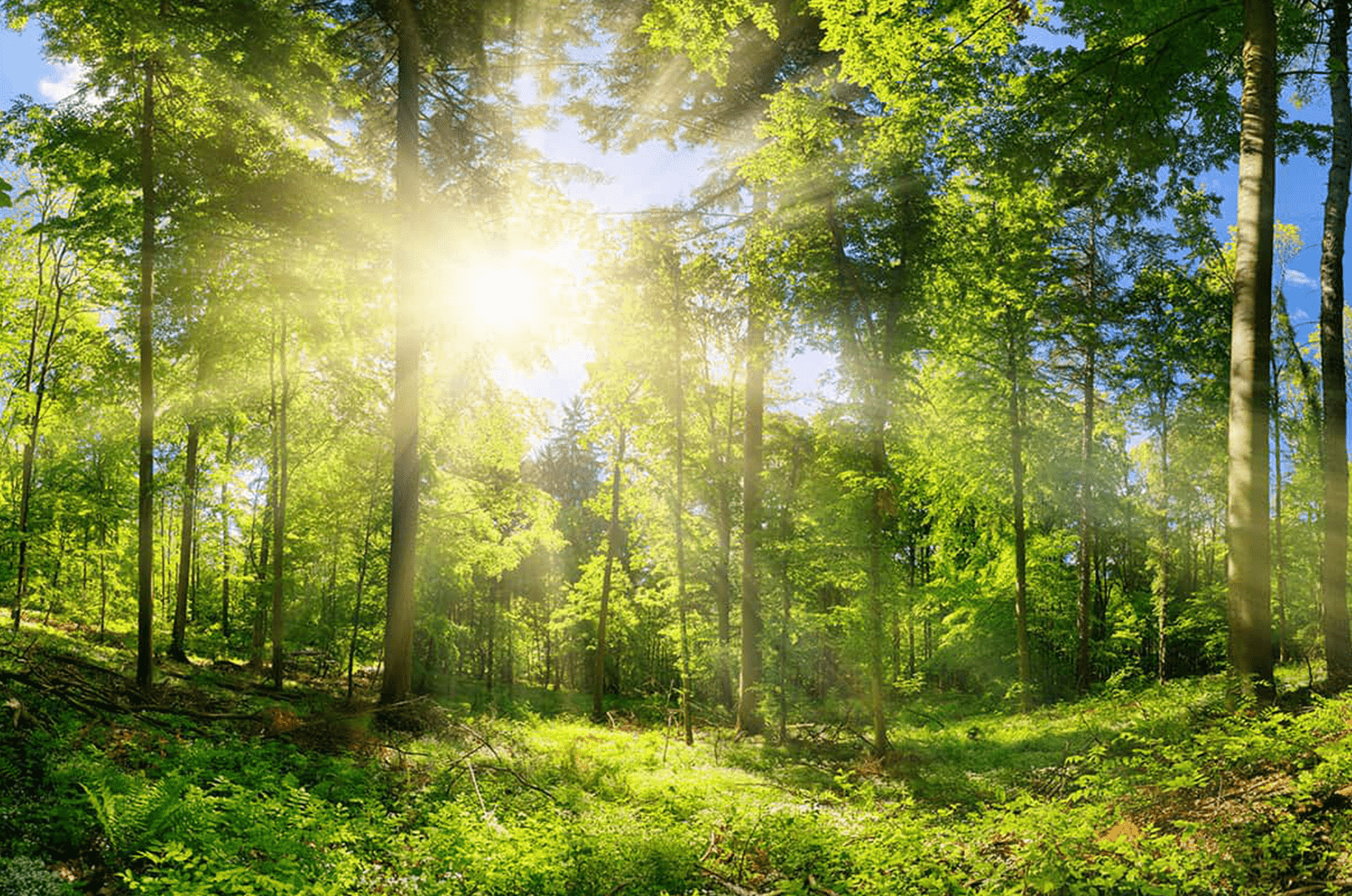 waldgeschichten-baum-des-jahres-tag-des-waldes