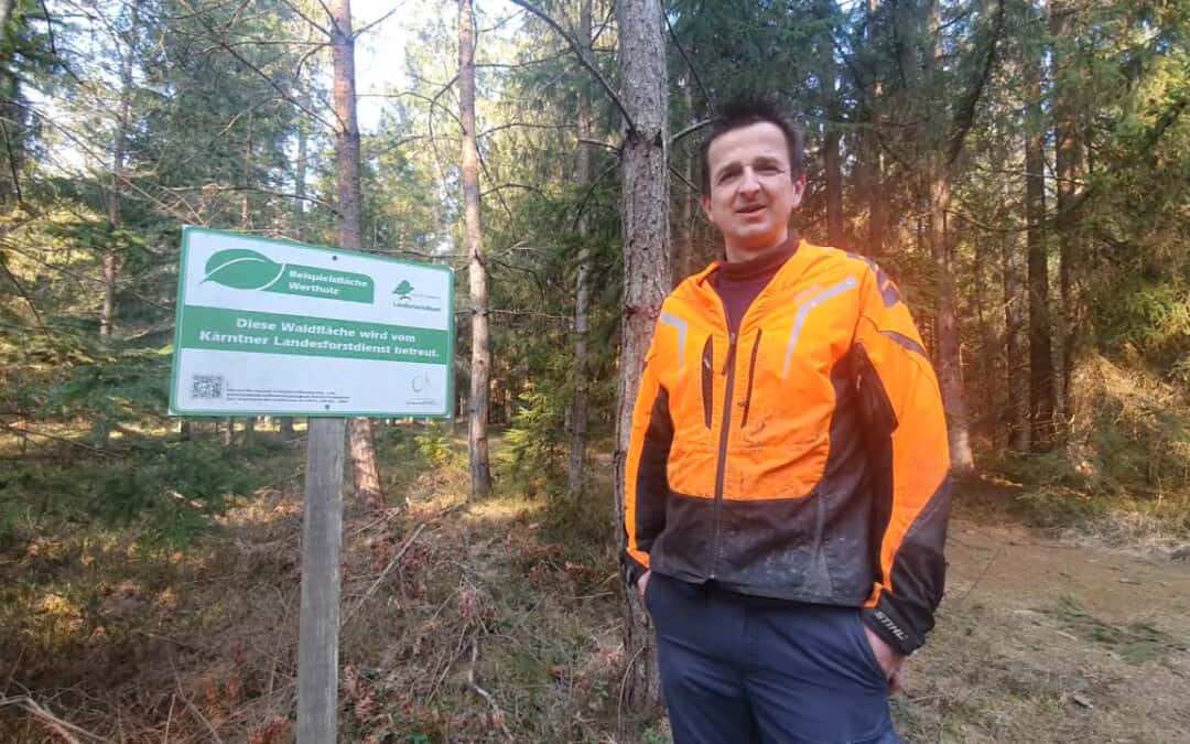 Thomas möchte Wertholz produzieren