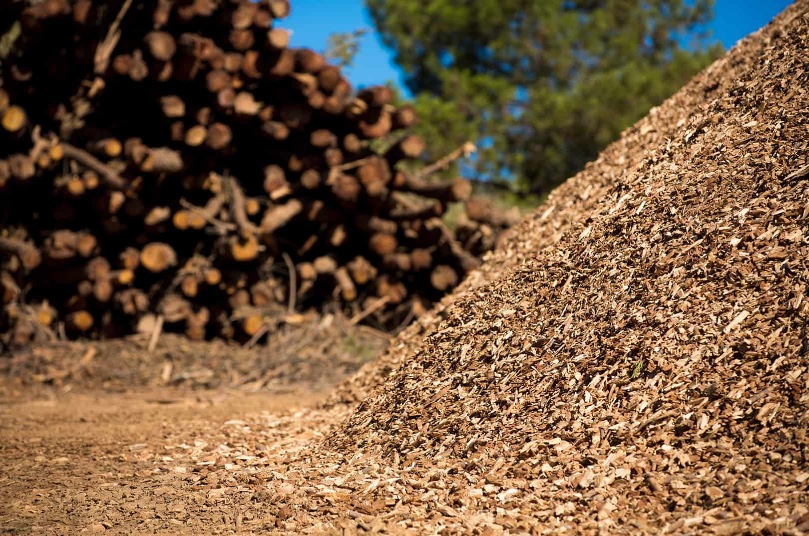 waldgeschichten-erneuerbare-energien-holz-sichere-energiequelle