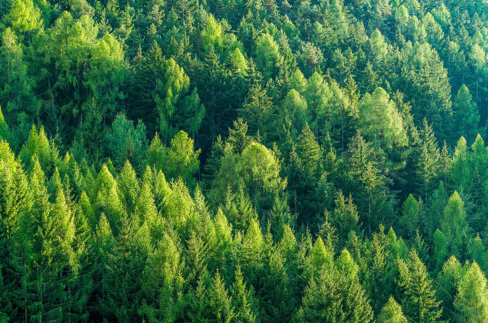 waldgeschichten-holz-energie-versorgungssicherheit-wald-waldinventur-oesterreich