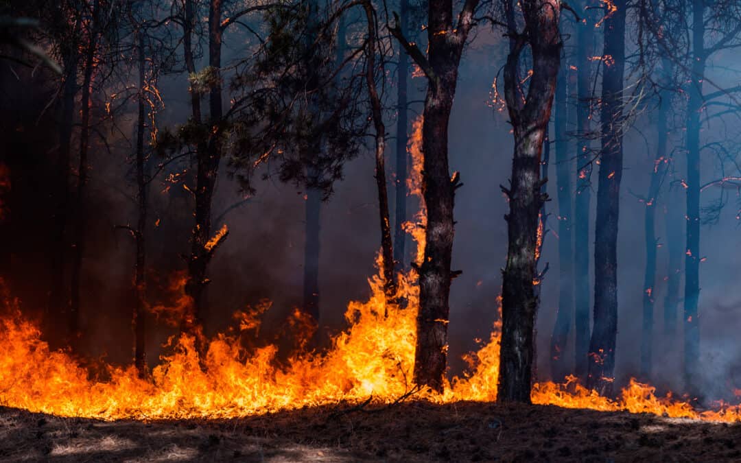 Erhöhte Waldbrandgefahr – Waldbrandverordnung tritt in Kraft