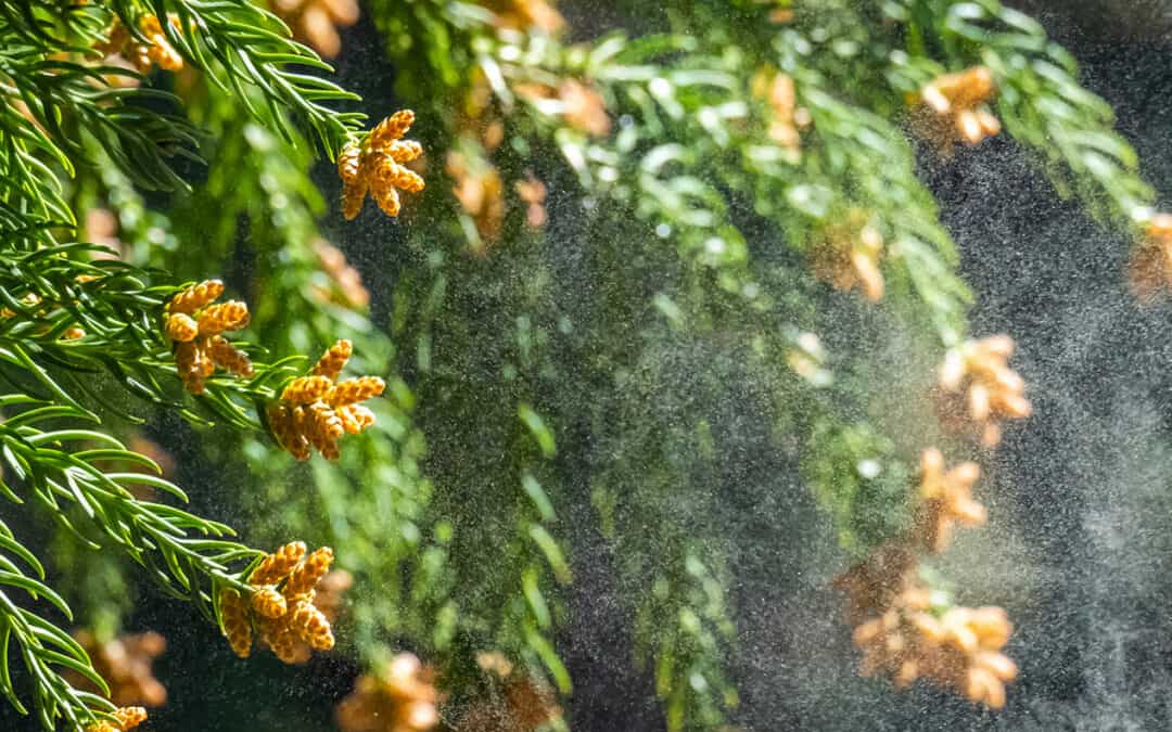 Wenn der Wald blüht