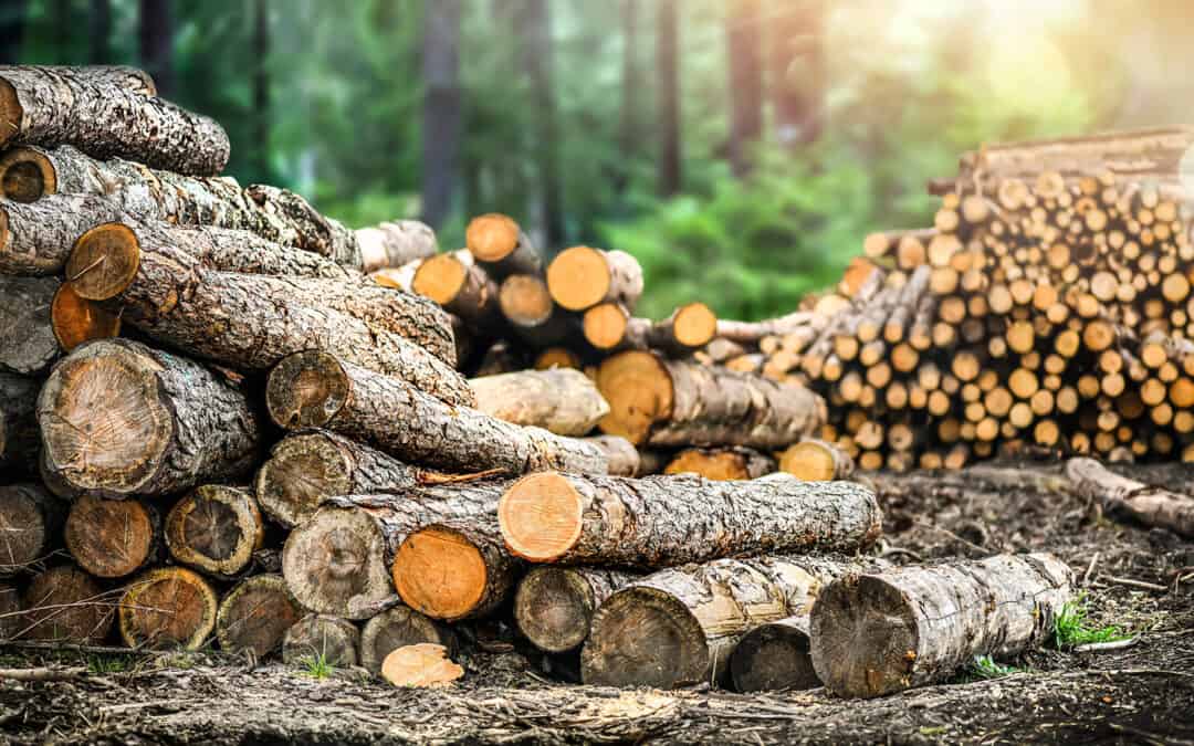Tipp! Informativer Fachartikel: Beitrag der Forstwirtschaft zur Klimaneutralität 2050