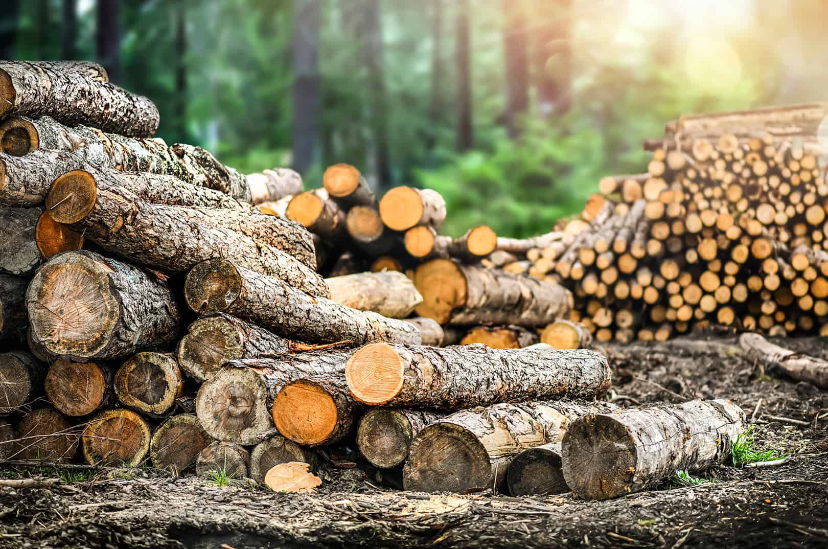 waldgeschichten-forstwirtschaft-waldwirtschaft-holznutzung-holzstappel-im-wald