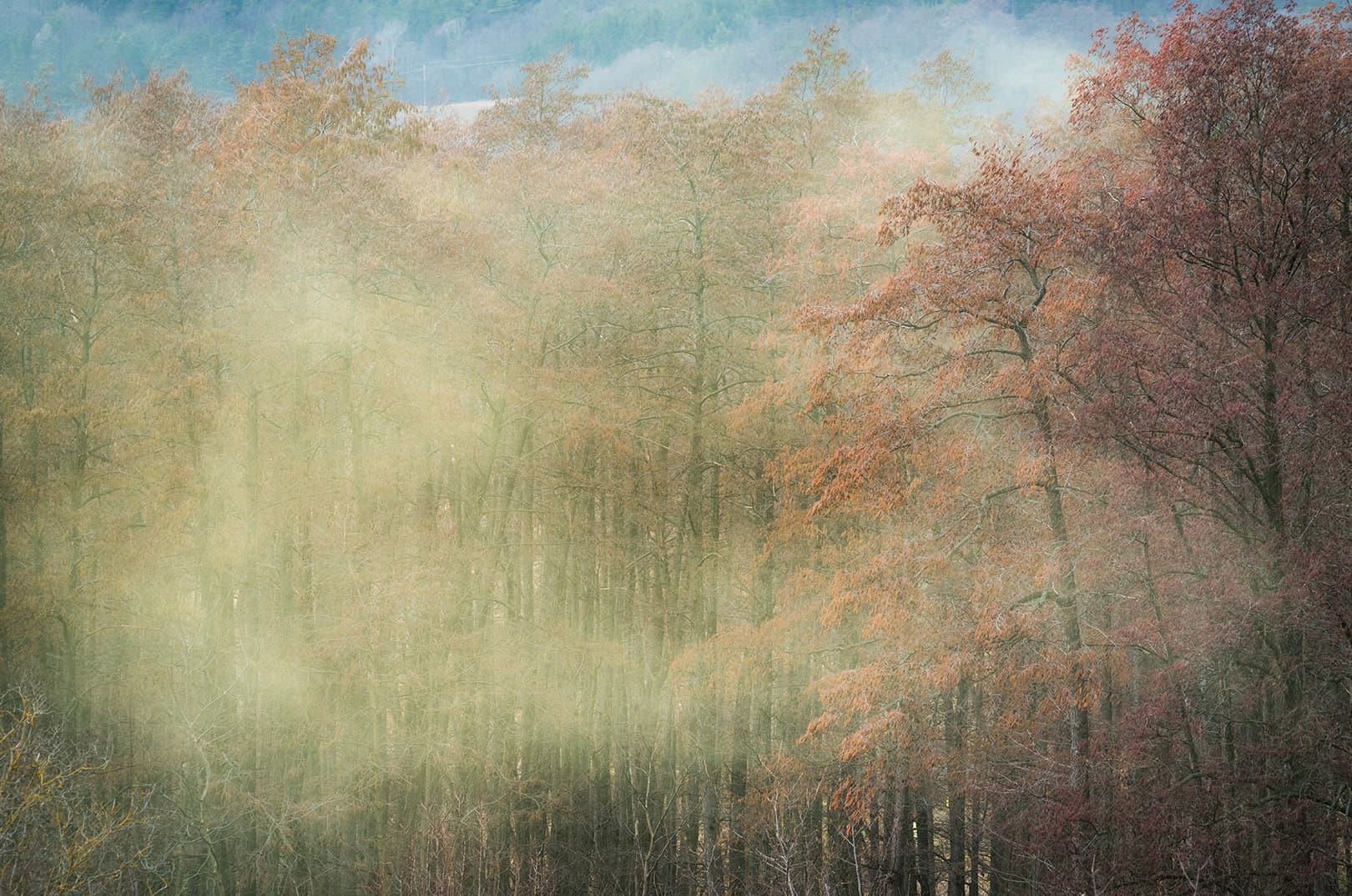 waldgeschichten-wenn-der-wald-blueh-starkes-pollenjahr