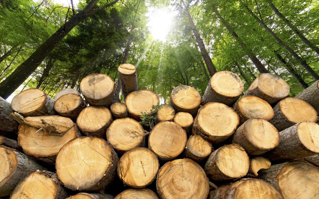 Holz als zukunftssichere Energieversorgung