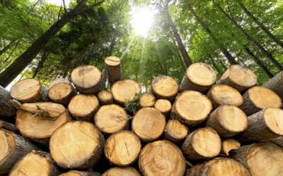 waldgeschichten-holz-energieversorgung