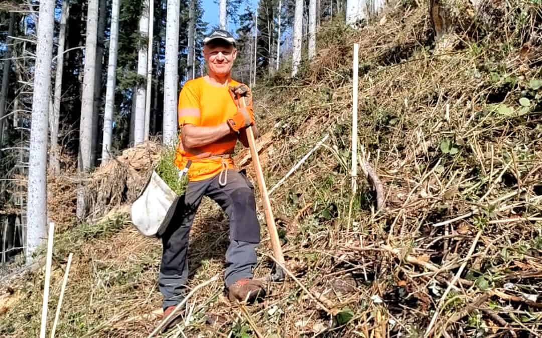 Günter unterstützt die Naturverjüngung im Wald durch Pflanzung