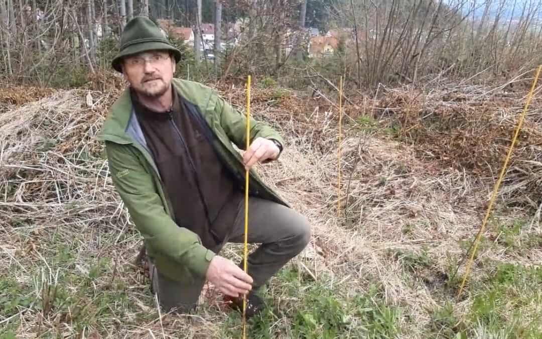 Waldrandgestaltung – ein wichtiges Thema für Hannes und die Biodiversität im Wald