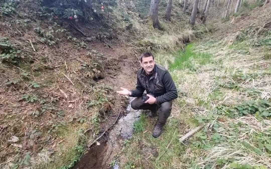 Lebensraum Wasser im Wald und seine Bedeutung
