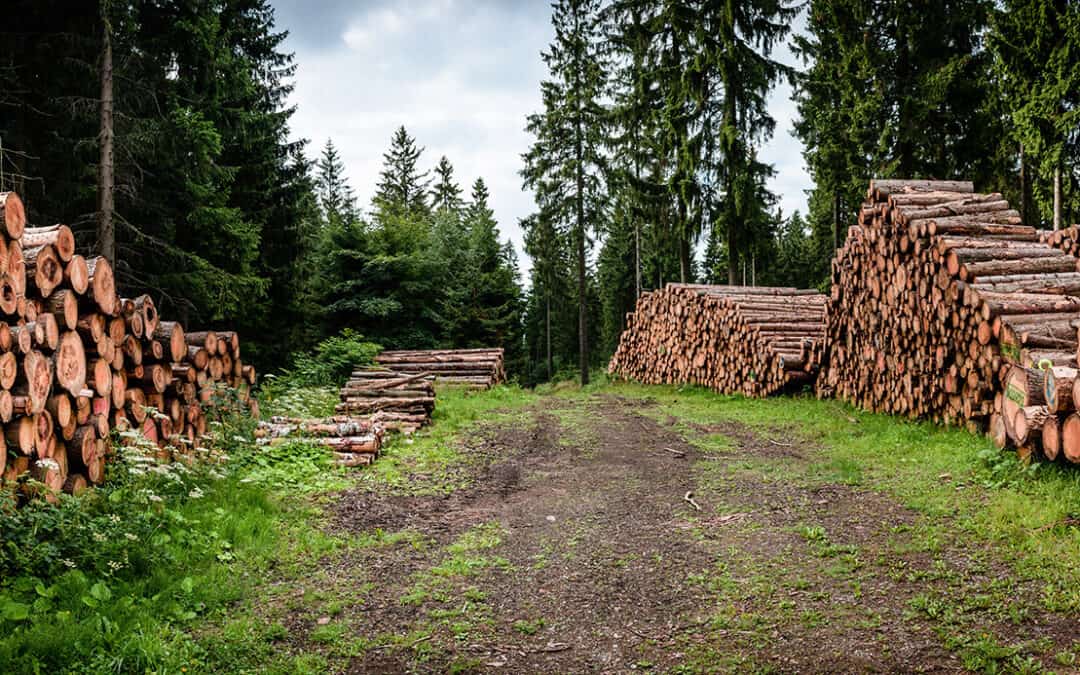 Beitrag der Forstwirtschaft zur Klimaneutralität 2050