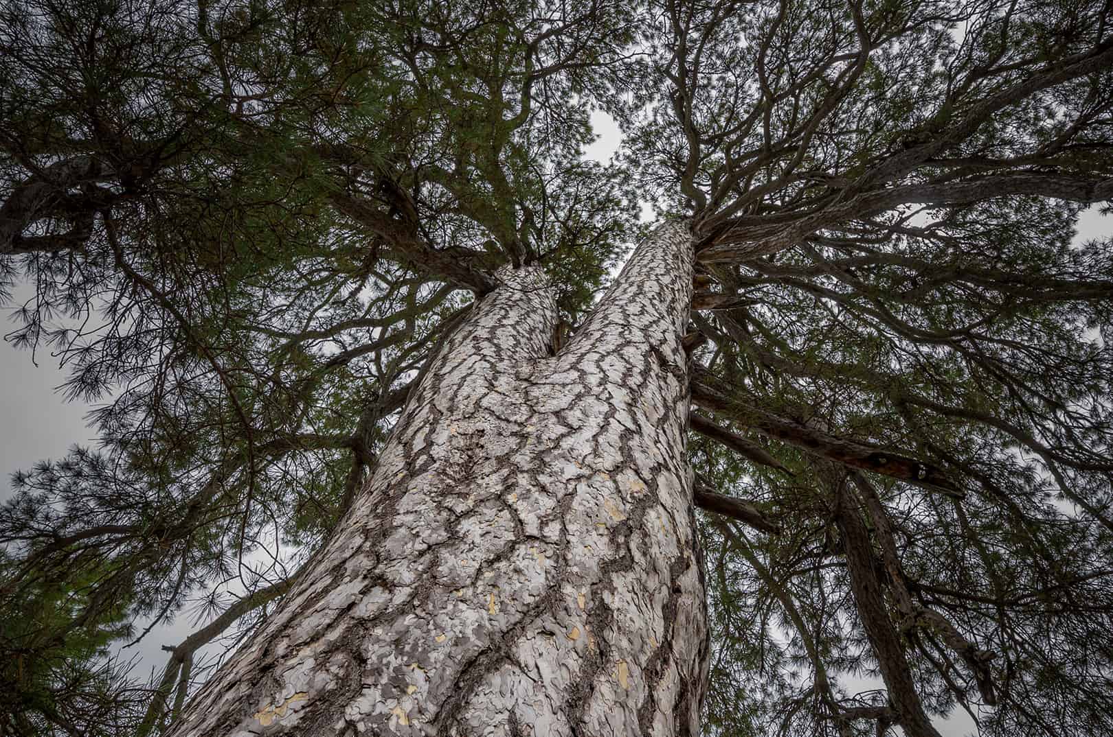 waldgeschichten-foehrenwald-austrian-pine-tag des-baumes