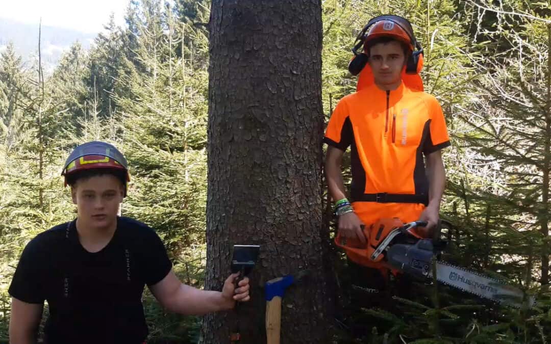 Bäume fällen muss gelernt sein