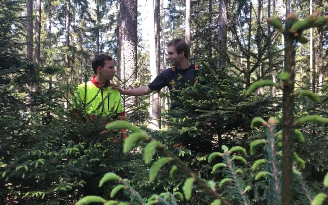 Auch Naturverjüngung kann über die Bewirtschaftung gesteuert werden
