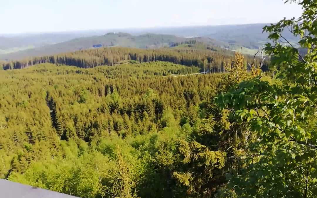 Waldverjüngung – Mario arbeitet mit der Naturverjüngung